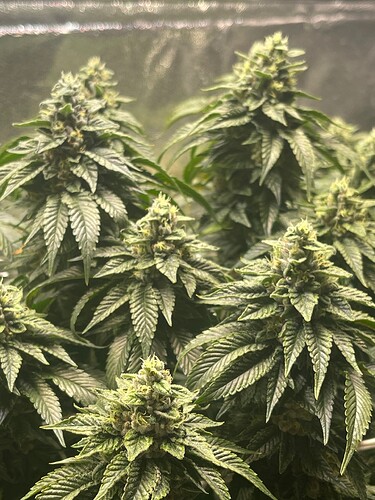 Growreport Bild 3