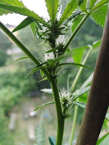 Growreport Bild 1