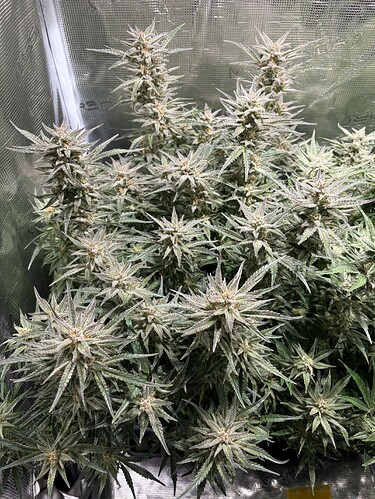 Growreport Bild 3