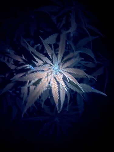 Growreport Bild 9