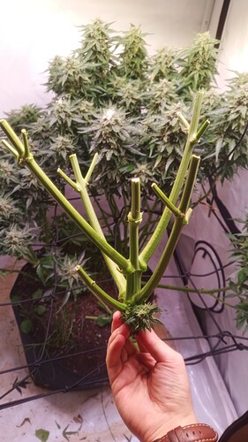 Growreport Bild 17