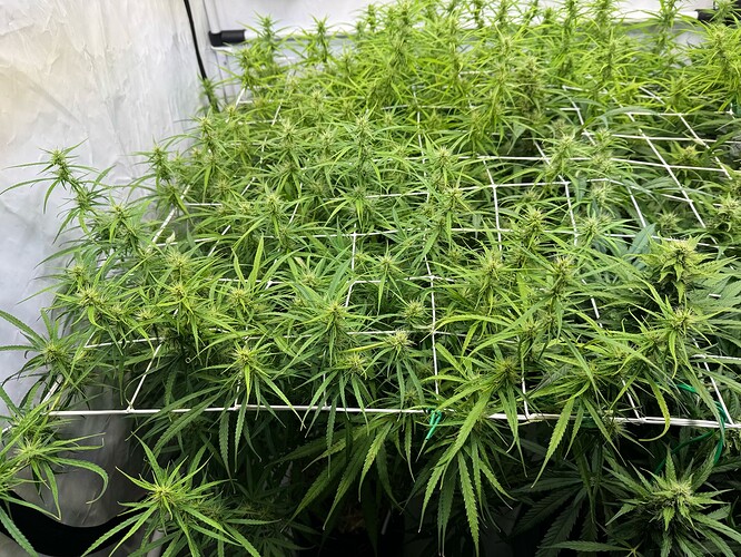 Growreport Bild 3