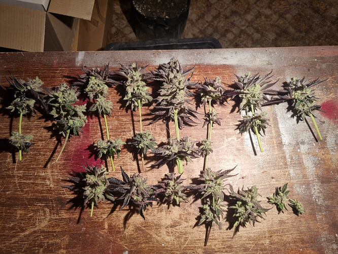 Mehrere frisch geerntete Cannabis-Zweige mit Buds liegen auf einer Holzoberfläche.