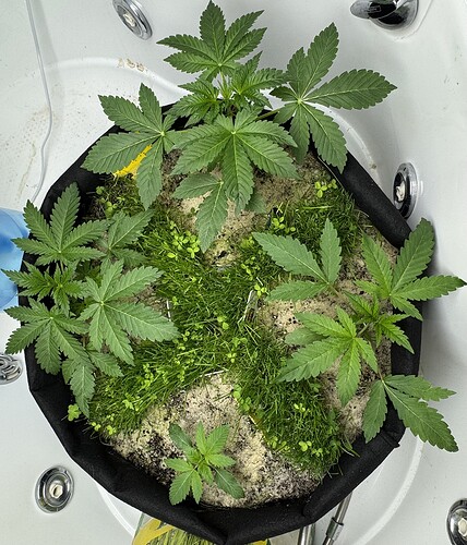 Growreport Bild 15