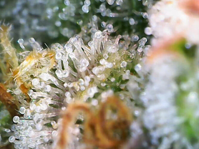 cap_43415d35f34aba558f9f2f11093e0944_00_00_30_07