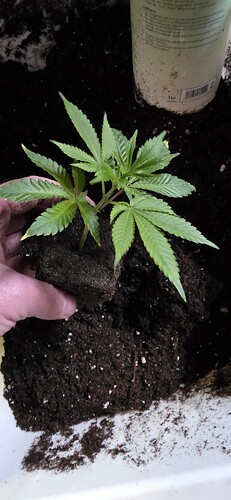 Growreport Bild 21
