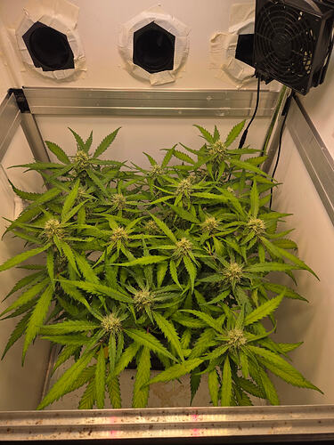 Draufsicht auf eine blühende Cannabis-Pflanze in einer Growbox mit LED-Beleuchtung und Lüfter.