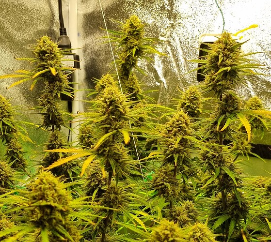 Growreport Bild 14