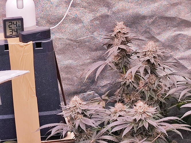 Growreport Bild 50