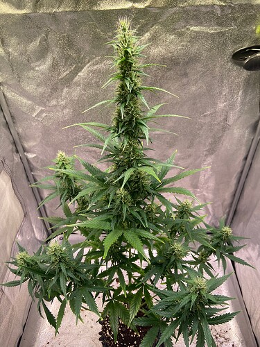 Growreport Bild 13