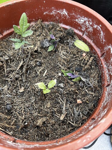 Growreport Bild 2