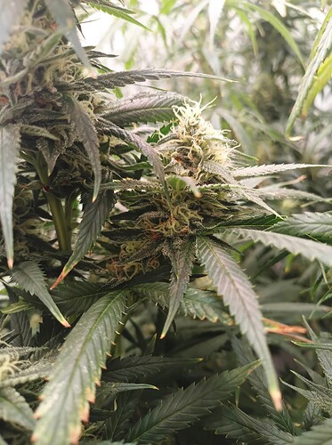 Growreport Bild 3
