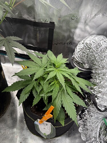 Growreport Bild 3