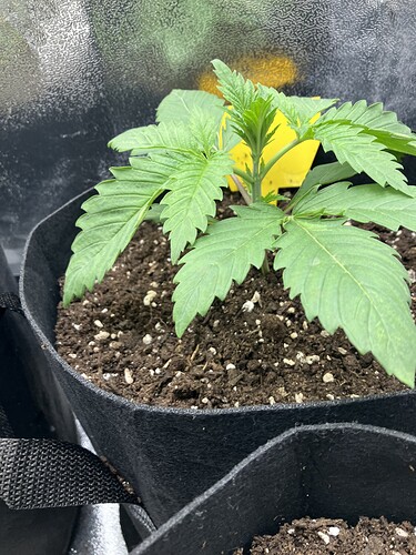 Growreport Bild 4