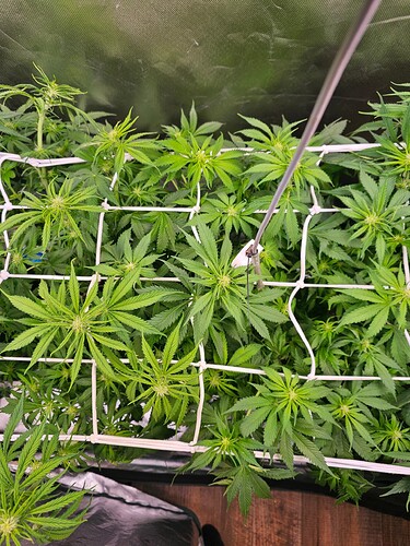 Growreport Bild 4