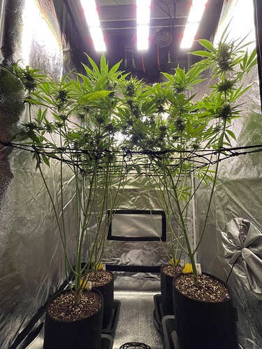 Growreport Bild 1