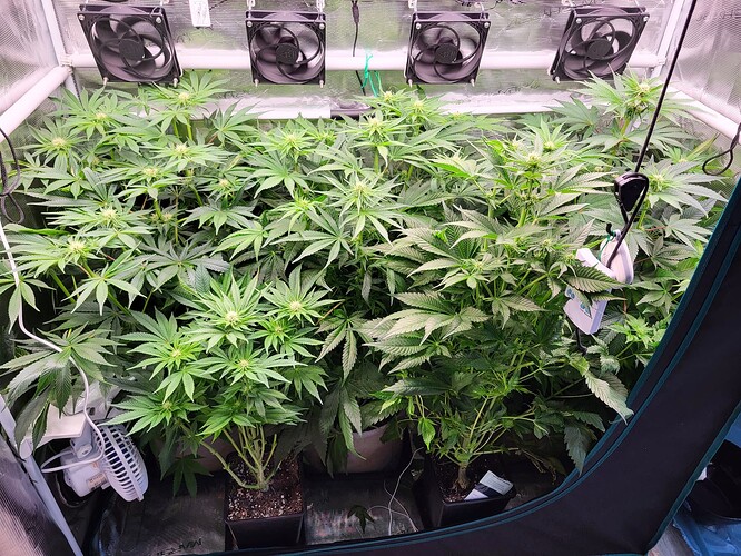 Growreport Bild 1