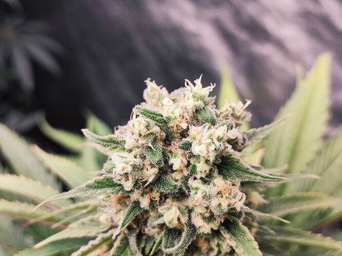 Growreport Bild 121