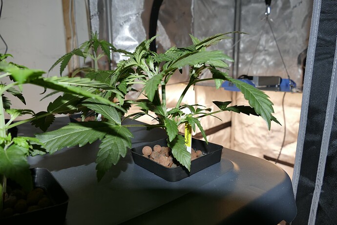 NL2_A_KT21_2