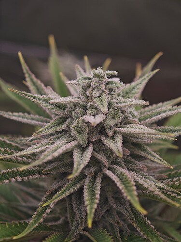 Growreport Bild 9