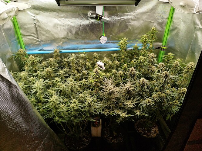Autos Tag 70