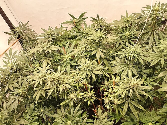 Growreport Bild 23
