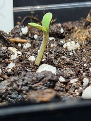 Growreport Bild 2