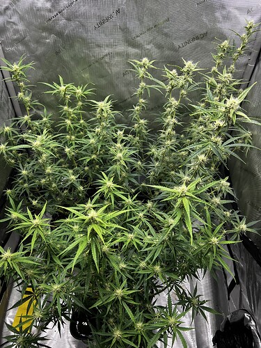 Growreport Bild 3