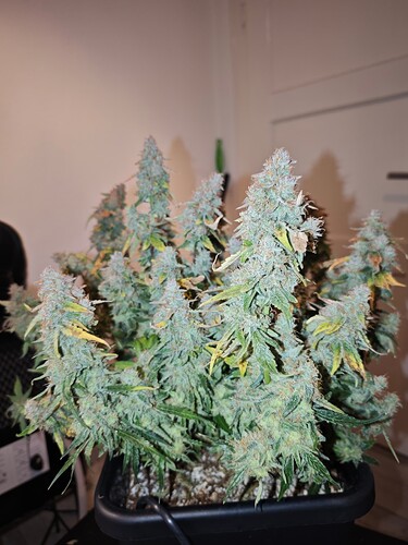 MVIMG_20251204_200216