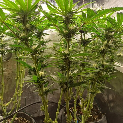 Growreport Bild 30