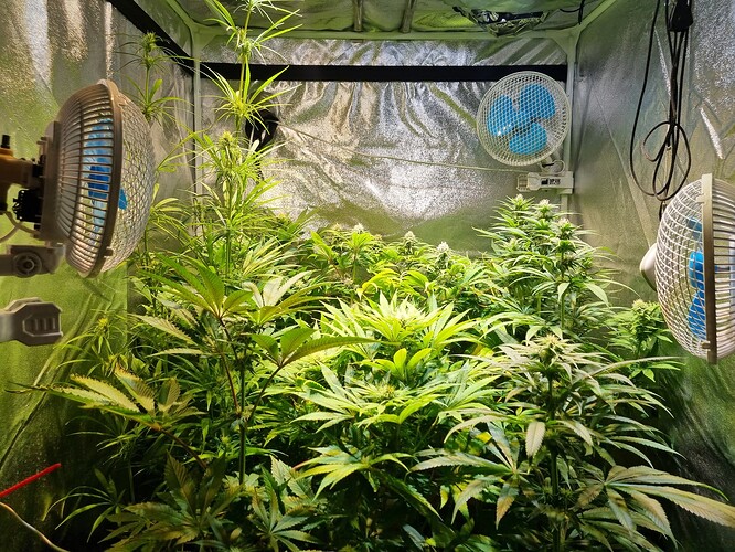 Einige Cannabis-Pflanzen in einer Growbox, die von drei Ventilatoren belüftet werden.