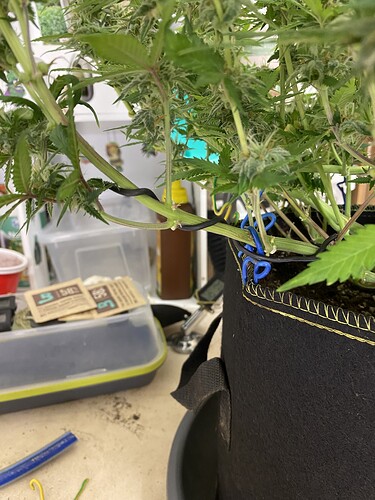 Growreport Bild 78