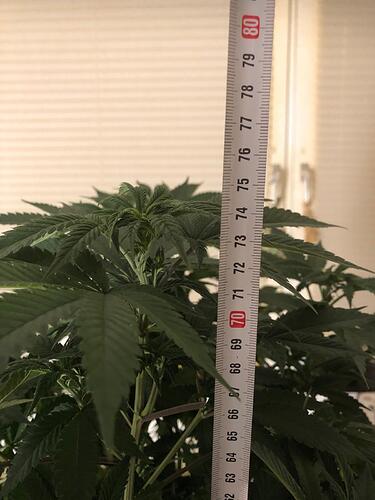 Growreport Bild 2