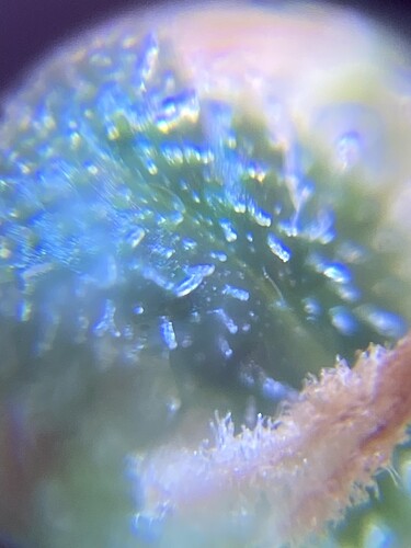 Growreport Bild 52