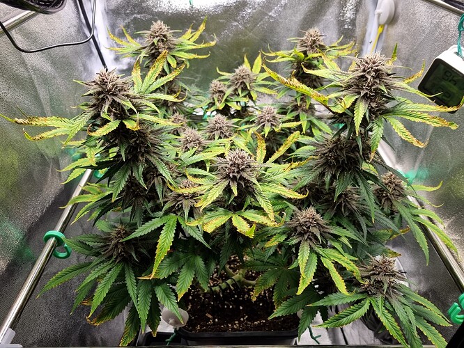 Growreport Bild 5