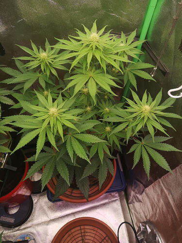 Purple Queen_H_2