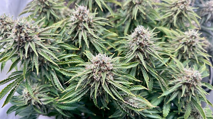 IMG_9313 2