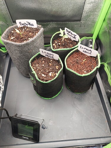 Growreport Bild 1