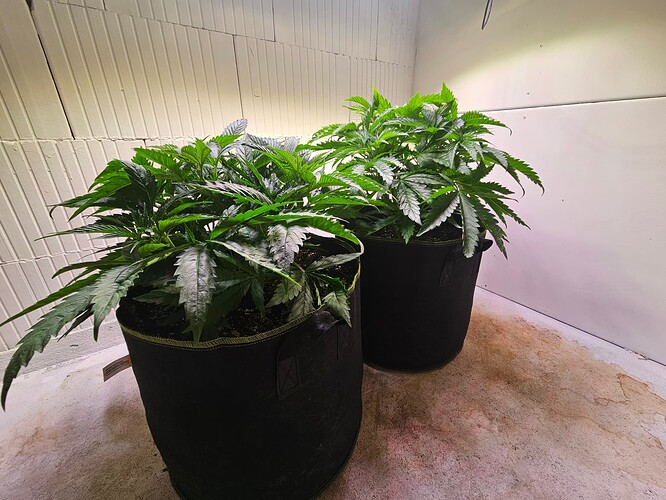 Growreport Bild 3