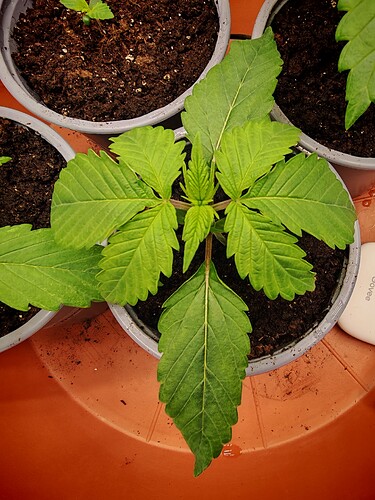 Growreport Bild 3