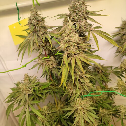 Growreport Bild 5