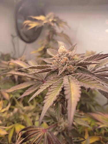 Growreport Bild 58