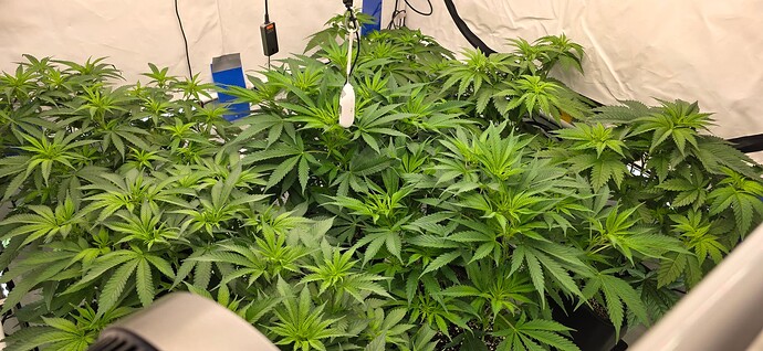 Growreport Bild 2
