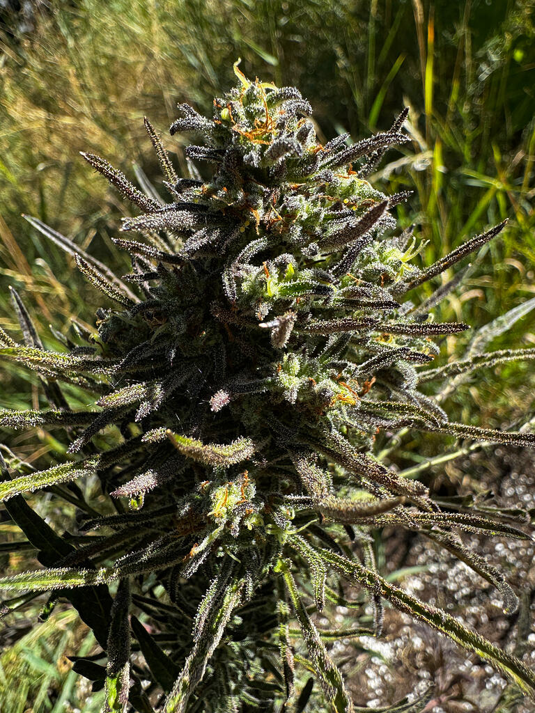 The Frostys Freakshow 2026 - Ein zwangloses Growtogether