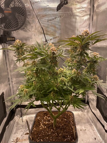 slh5