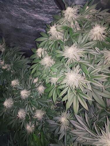Growreport Bild 71