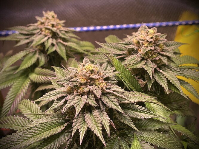 Growreport Bild 5