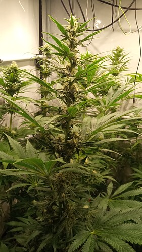 Growreport Bild 19