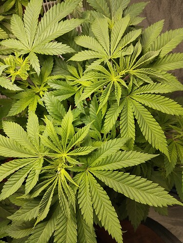 Growreport Bild 8