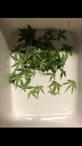 Growreport Bild 52